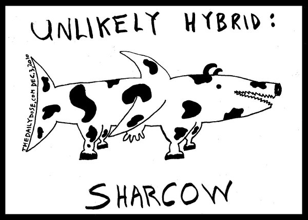 Unlikely Hybrid: Sharcow. thedailydose.harari.org .