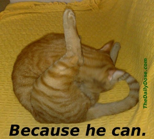 (Cat licking 
his balls). Because he can. thedailydose.harari.org .